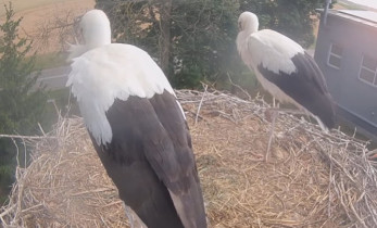 Slika pregleda web-kamere Storks Zambrów